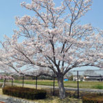満開の桜