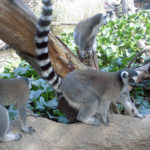 可愛い動物たち