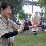 バードショーでは間近に飛ぶ鳥に大興奮