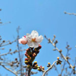 1輪の桜