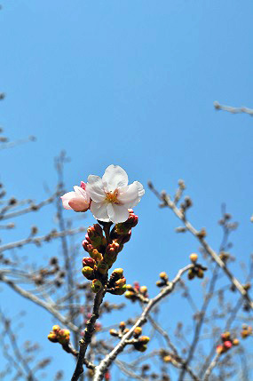 1輪の桜