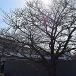 桜の木