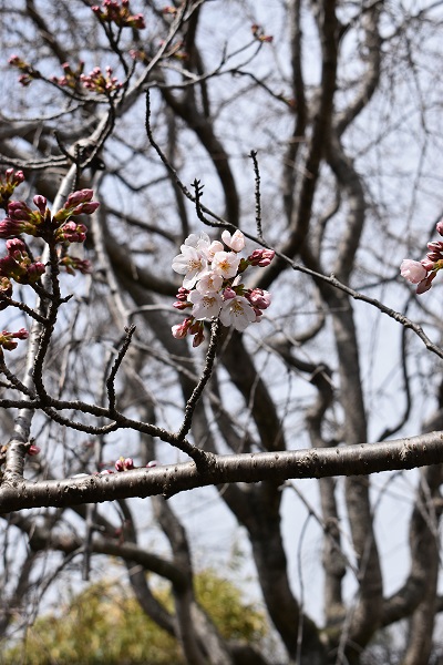 施設の桜