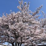 満開の桜