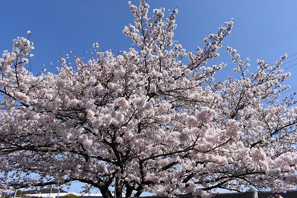 満開の桜