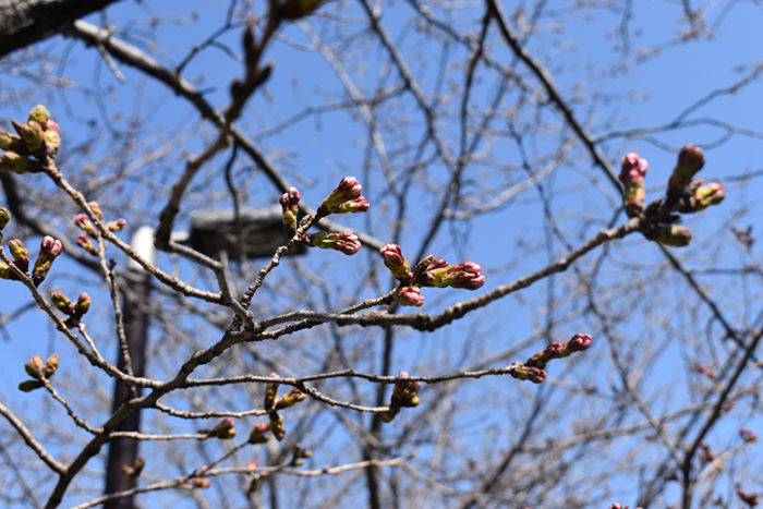 桜のつぼみ2