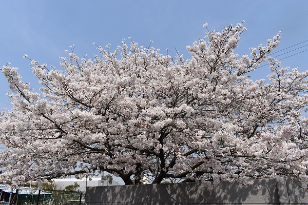 満開の桜1