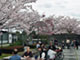 お花見