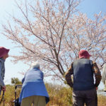 満開の桜の木