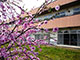施設の裏庭の桜