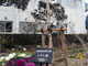 米田病院開院２５周年記念樹のシダレ桜