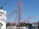 綺麗に咲いた２５周年記念のシダレ桜