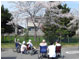 昼間は患者さんを楽しませてくれる桜 昼間は患者さんを楽しませてくれる桜