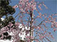 暖かくなり病院の桜も咲いてきました。