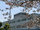 米田病院の桜