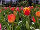 チューリップも見頃を迎えます