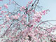 満開のシダレ桜