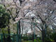 近所の広場の満開の桜