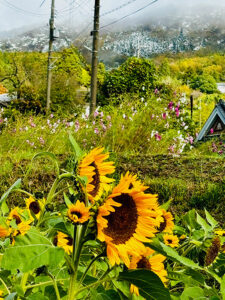 向日葵、コスモス、大野山に雪が見えました。