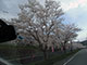 車内からのお花見２