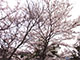 施設敷地内の桜が満開です。