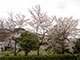 施設敷地内の桜が満開です。