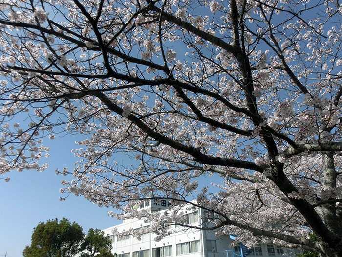 満開の桜2
