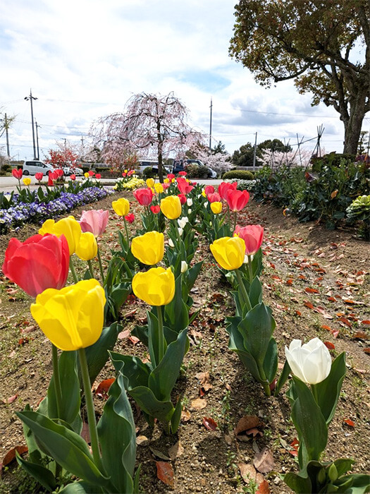 チューリップ